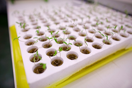 Pràctiques en laboratori 1